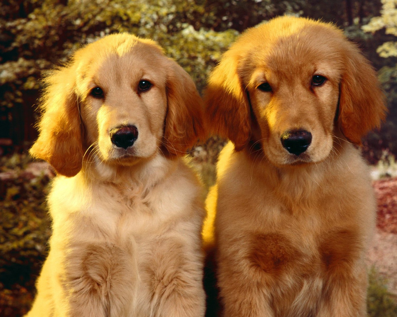 Щенки Золотого терьера