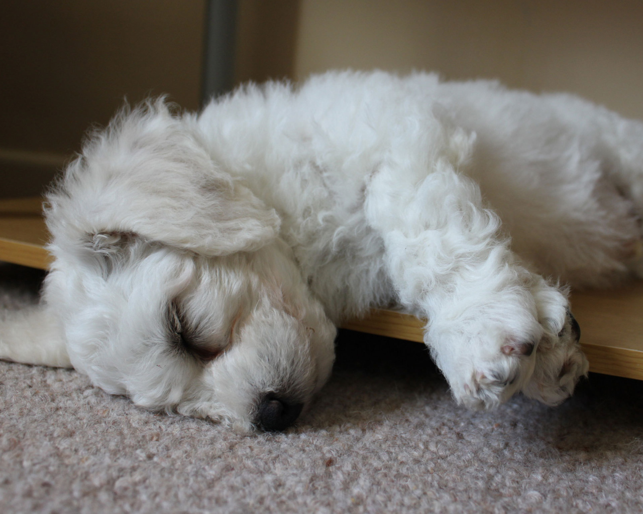 Щенок породы бишон-фриз заснул