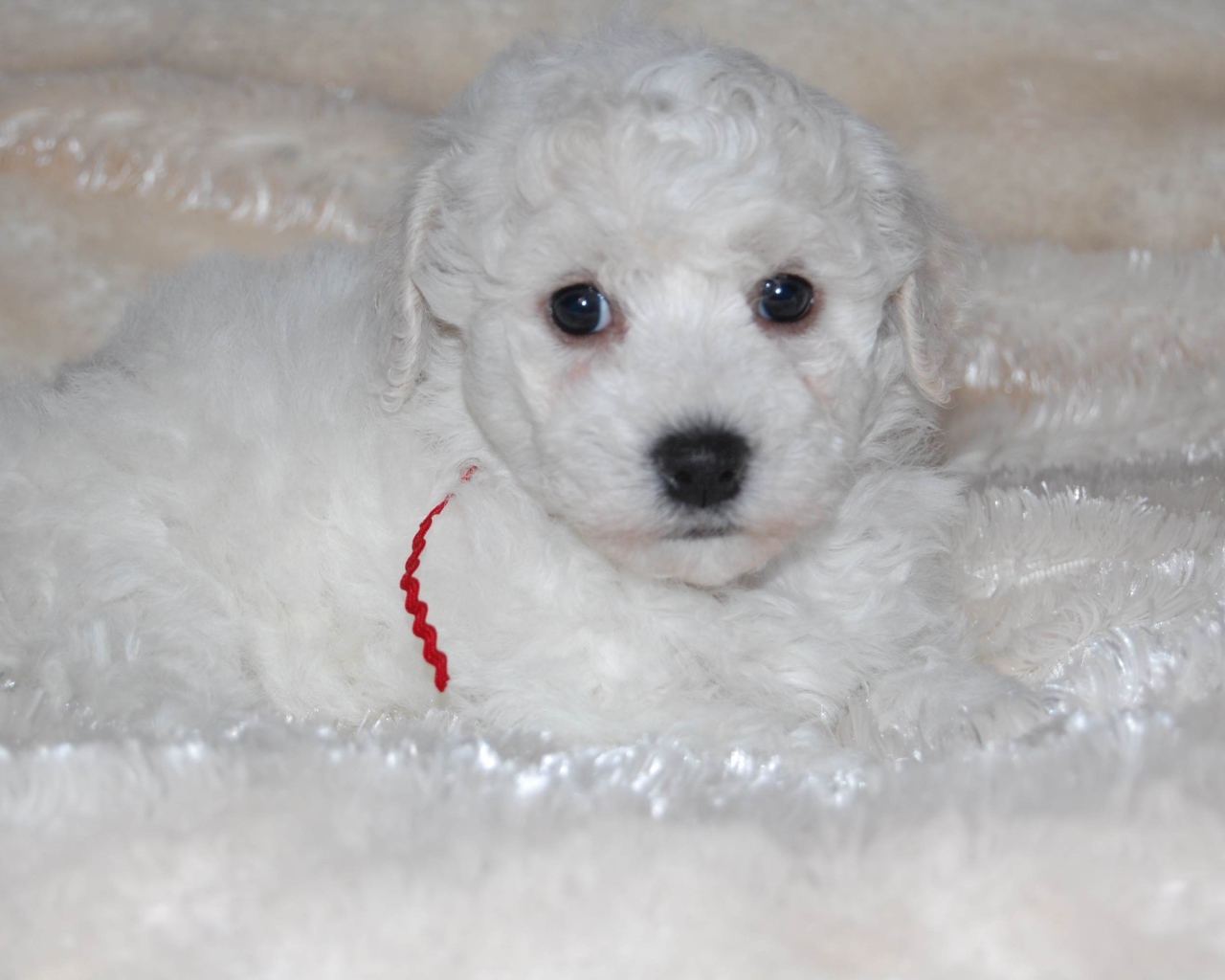 Щенок породы бишон-фриз лежит на белой постели