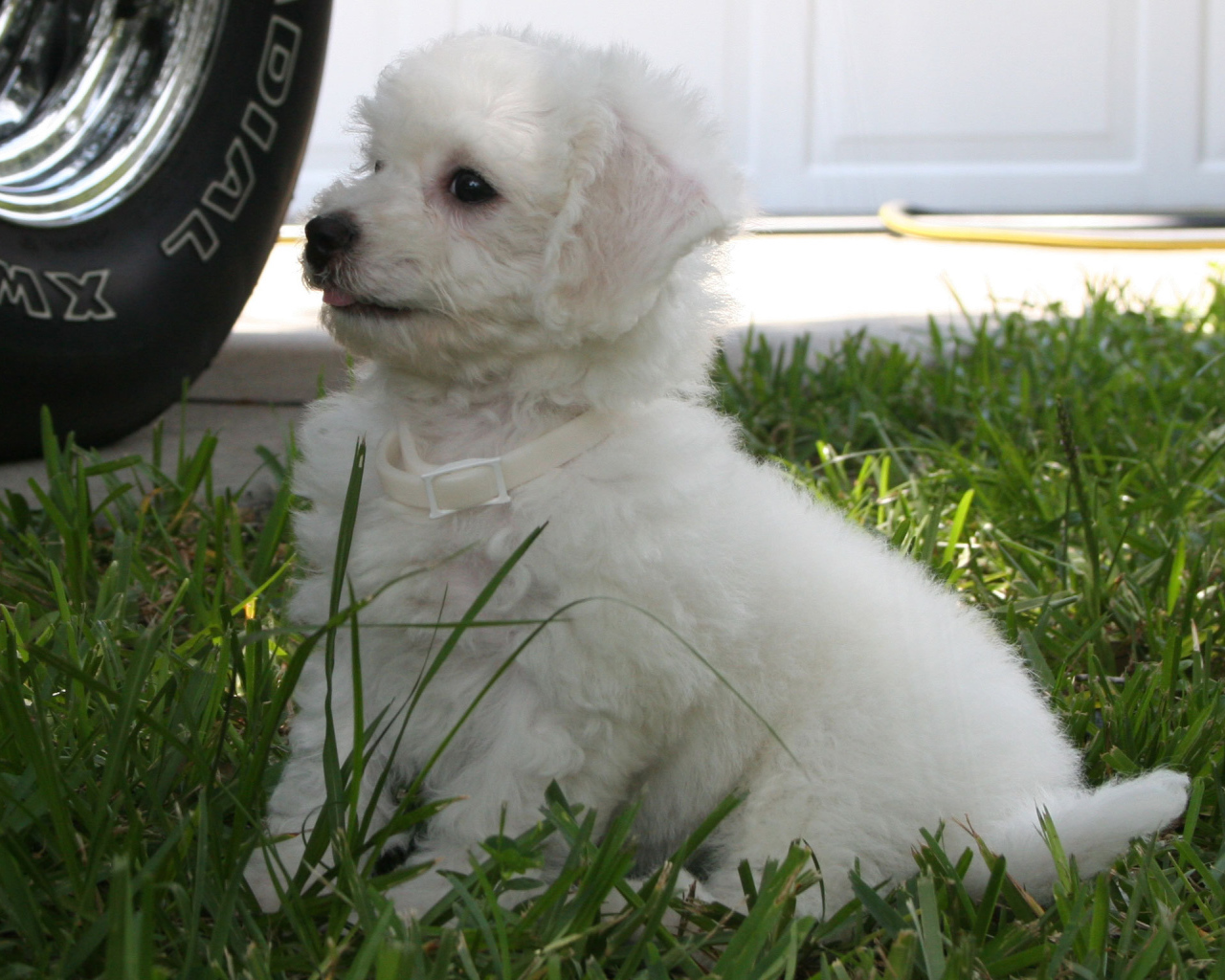 Щенок породы бишон-фриз возле машины