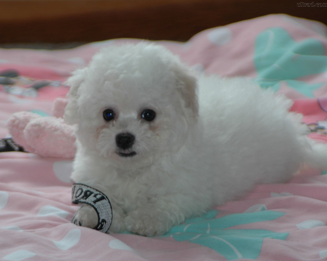 Щенок породы бишон-фриз на кровати