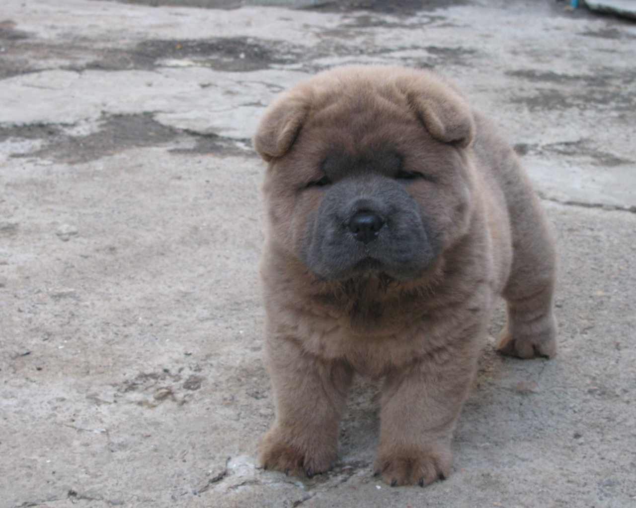 Щенок чау-чау на улице