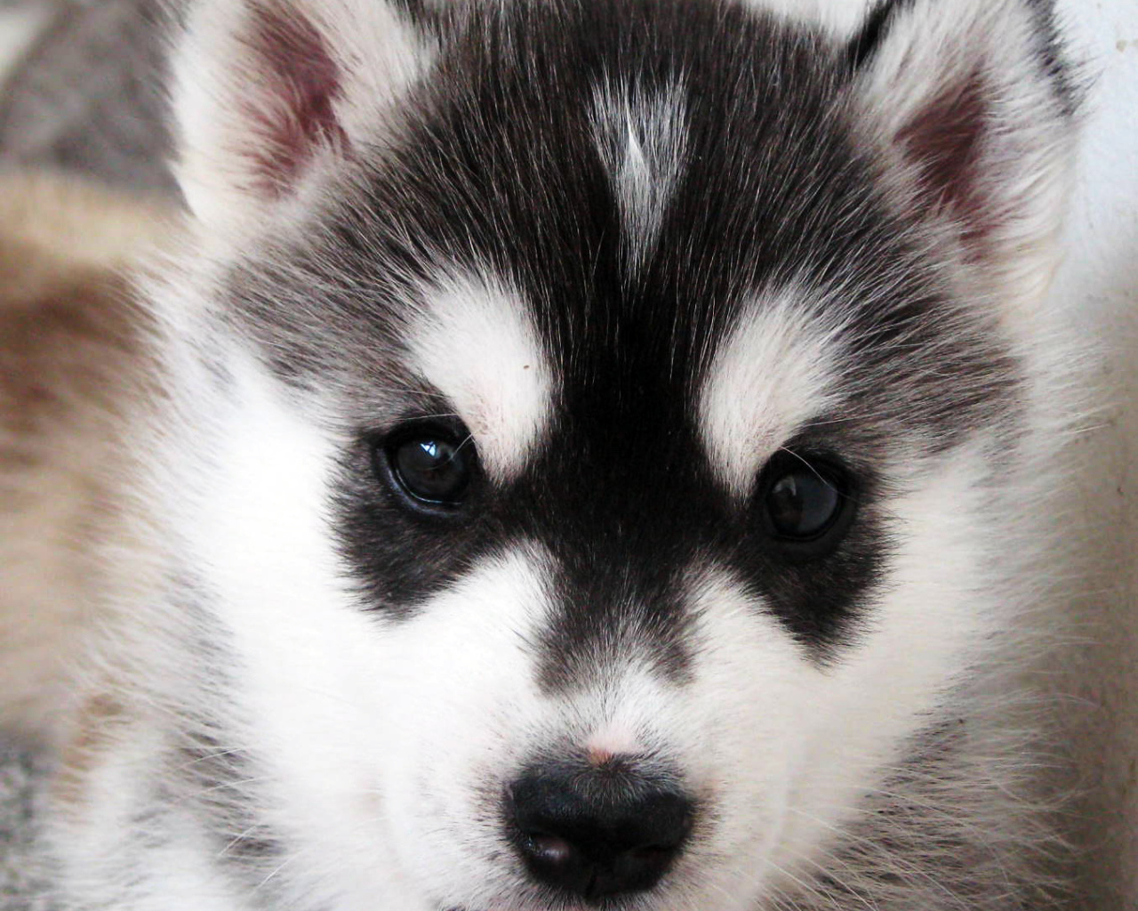 Щенок Сибирский хаски крупным планом