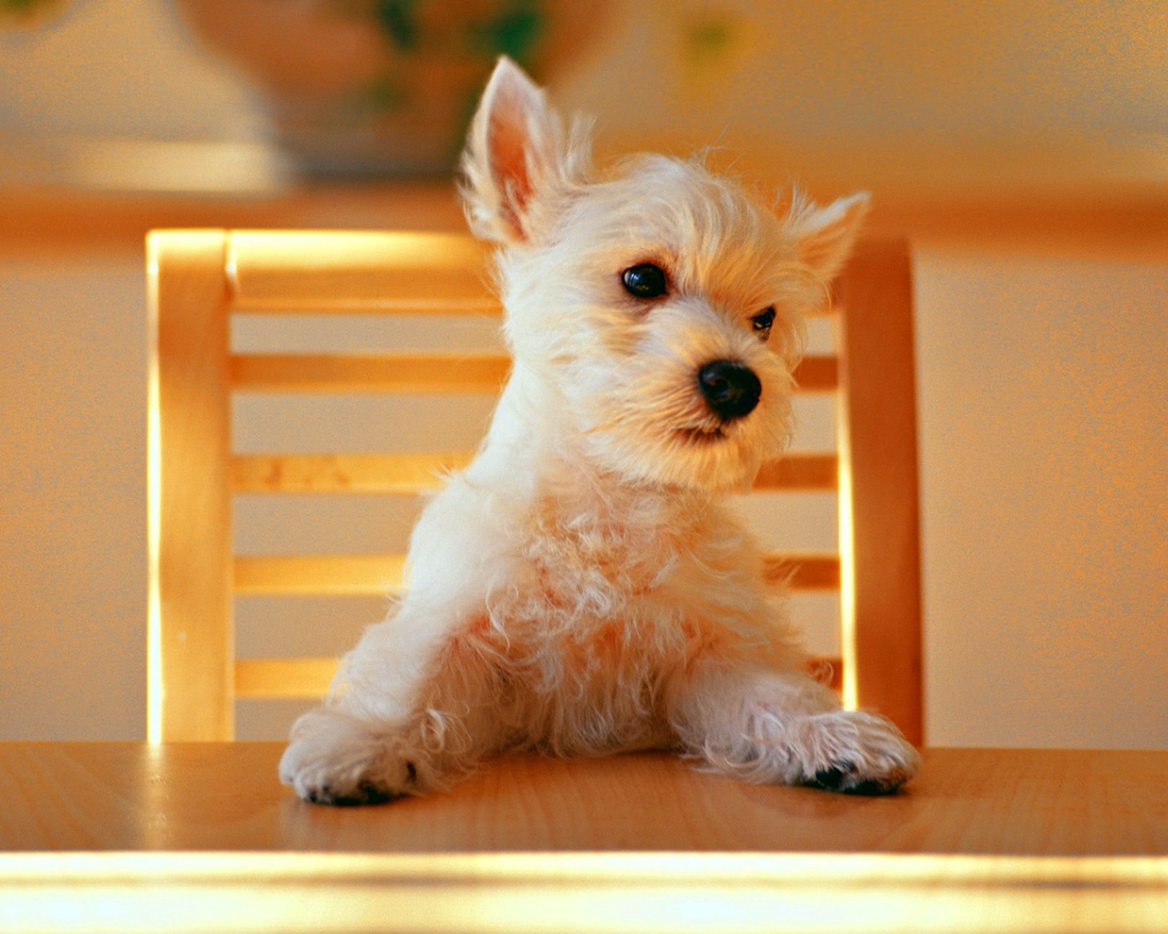 Щенок за столом