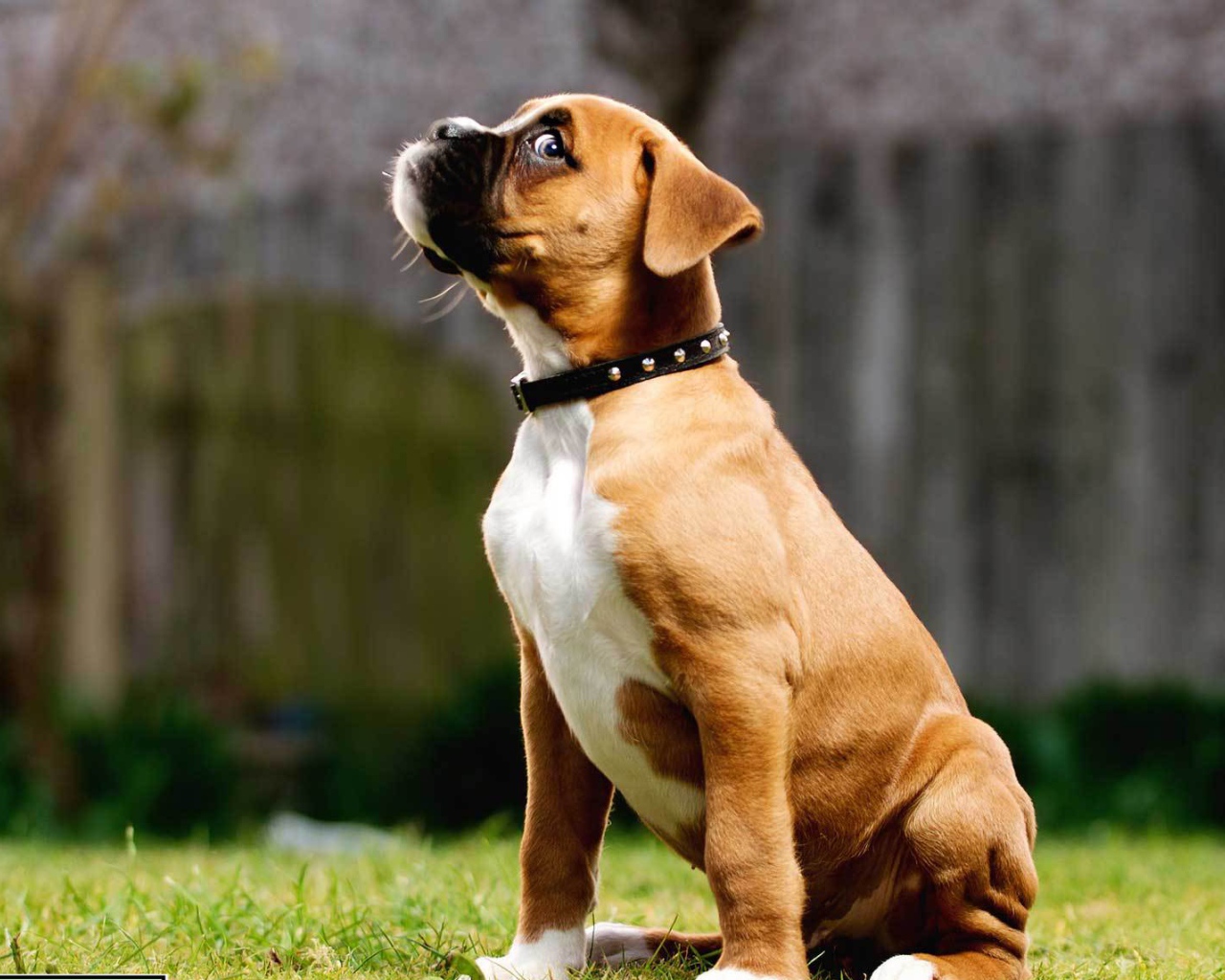 Щенок боксёра косится одним глазом