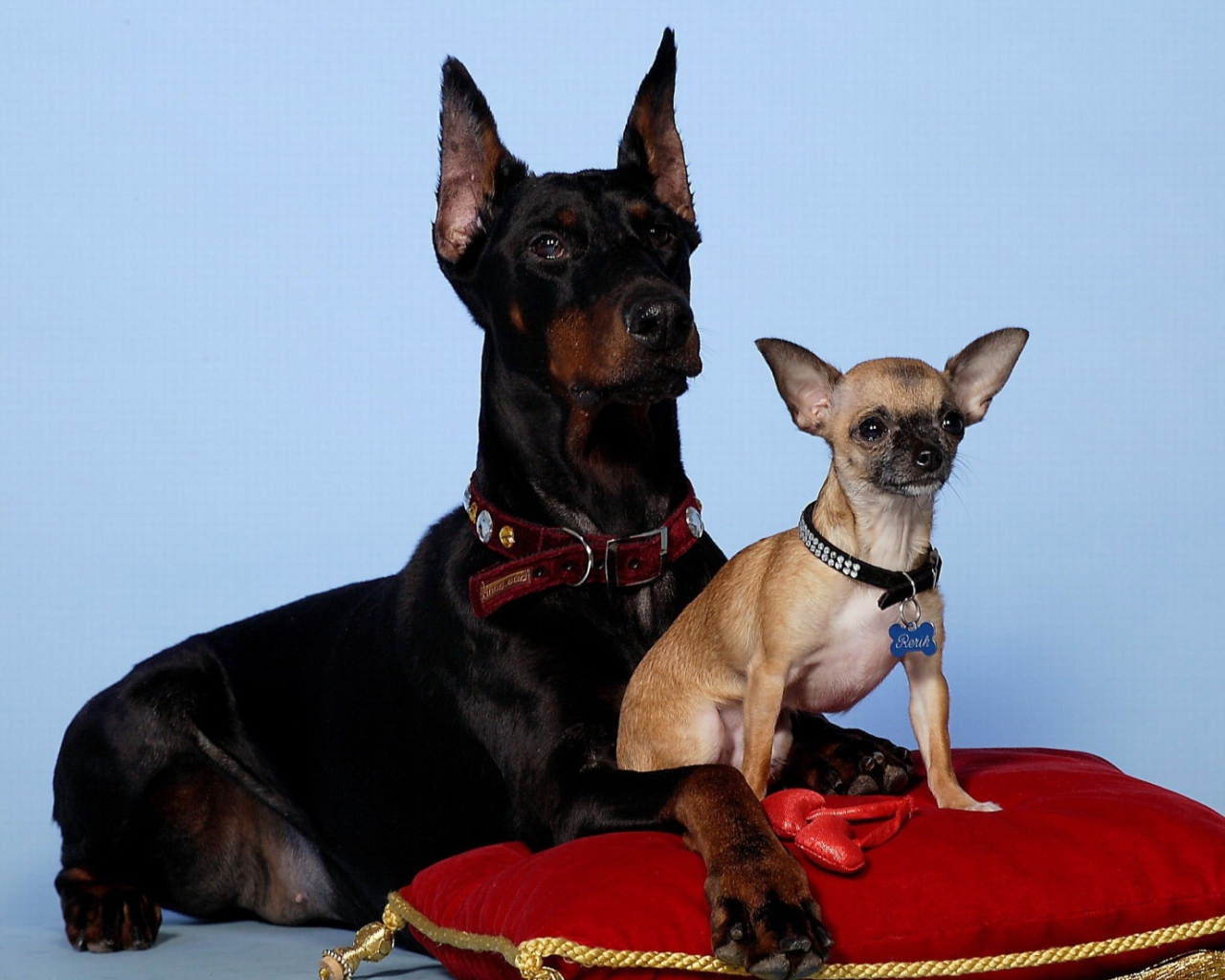 Щенок доберман и его мать