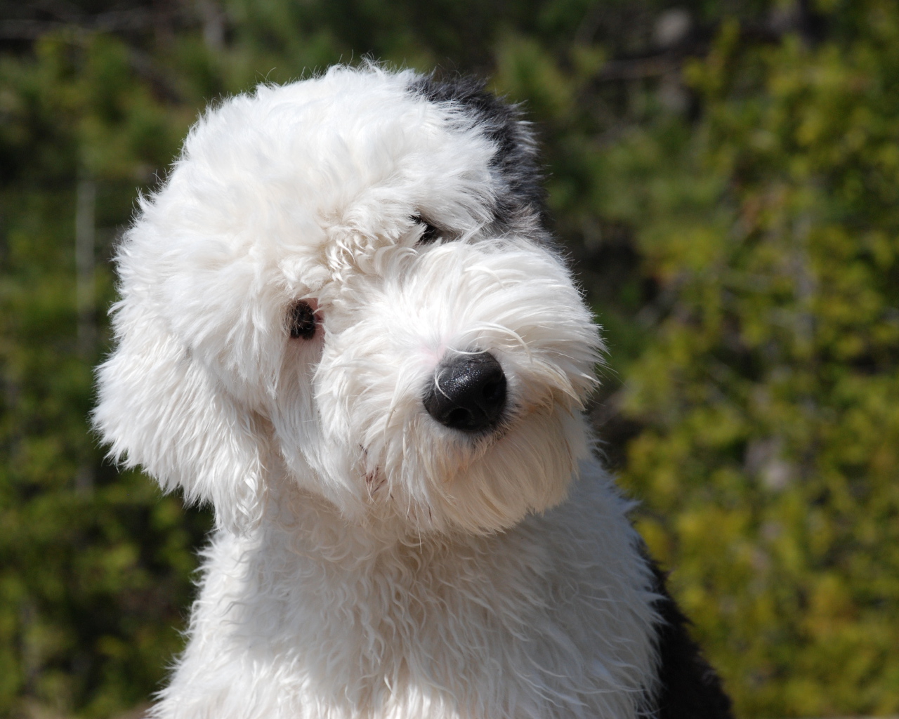 Щенок собаки породы бобтейл