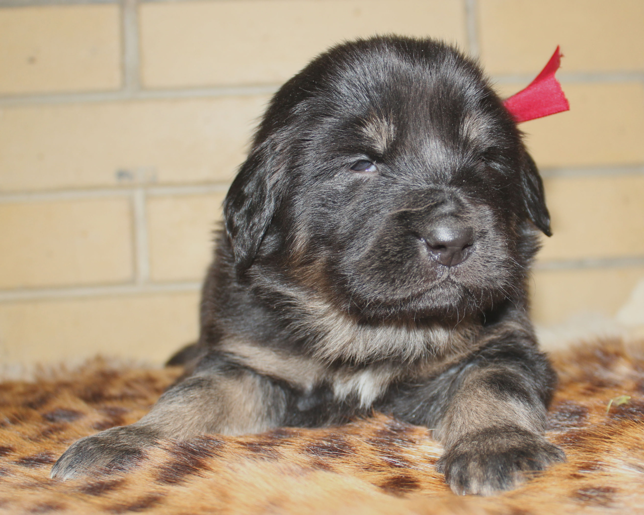 Щенок девочка тибетского мастифа