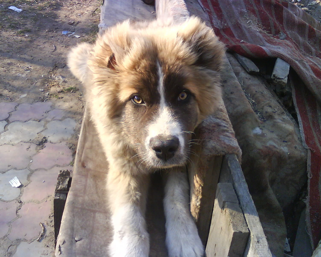 Щенок кавказской овчарки на скамейке