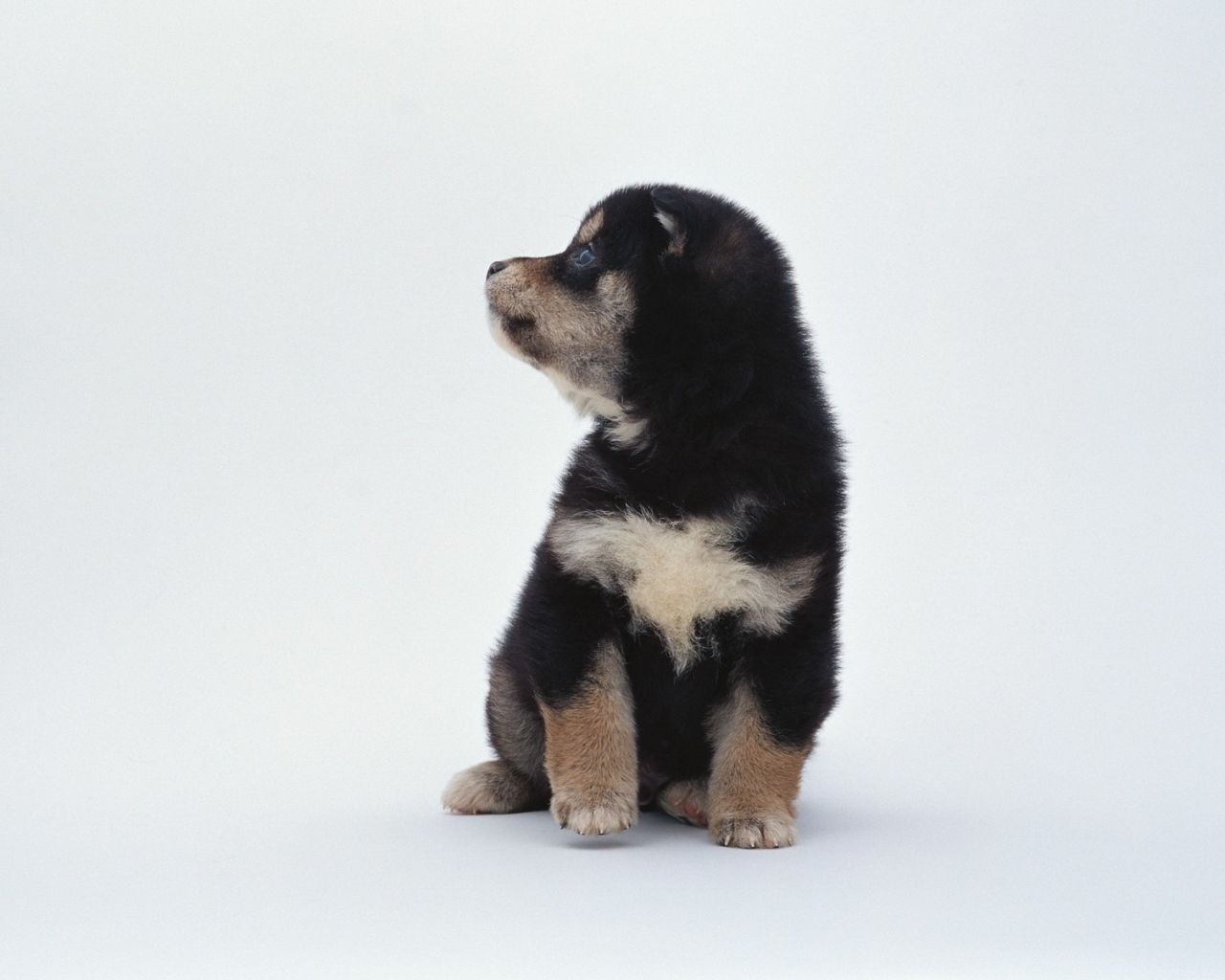 Щенок на белом фоне