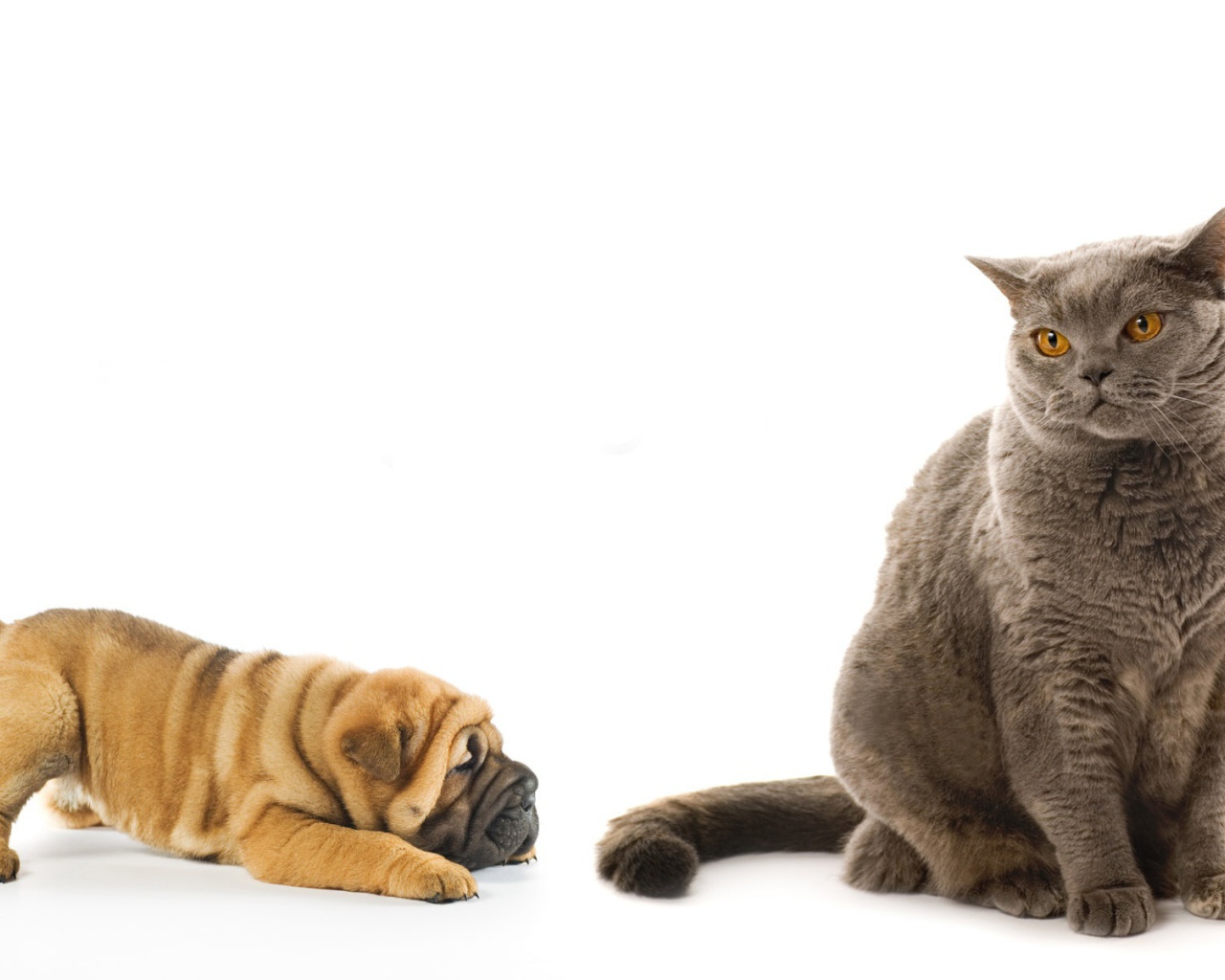 Щенок шарпей играет с кошкой