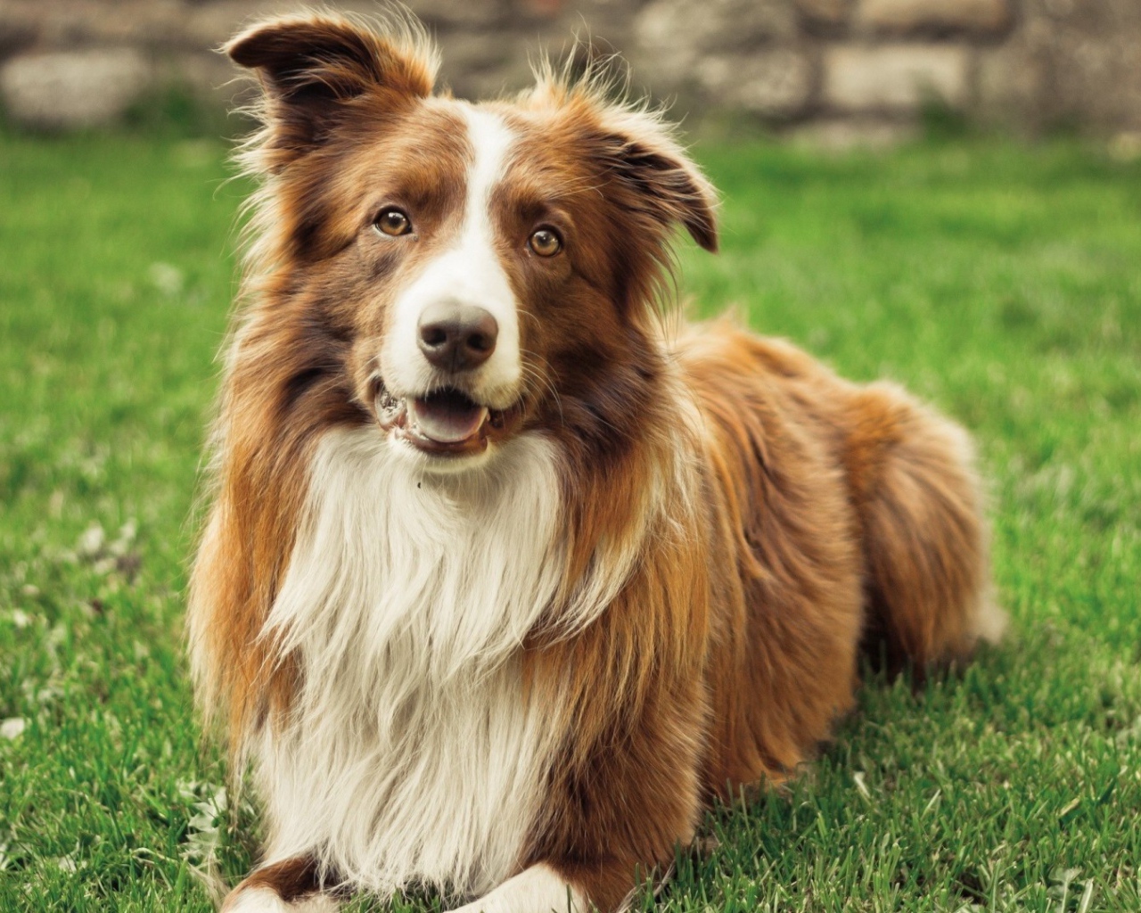 Рыжая красивая бордер-колли лежит на траве