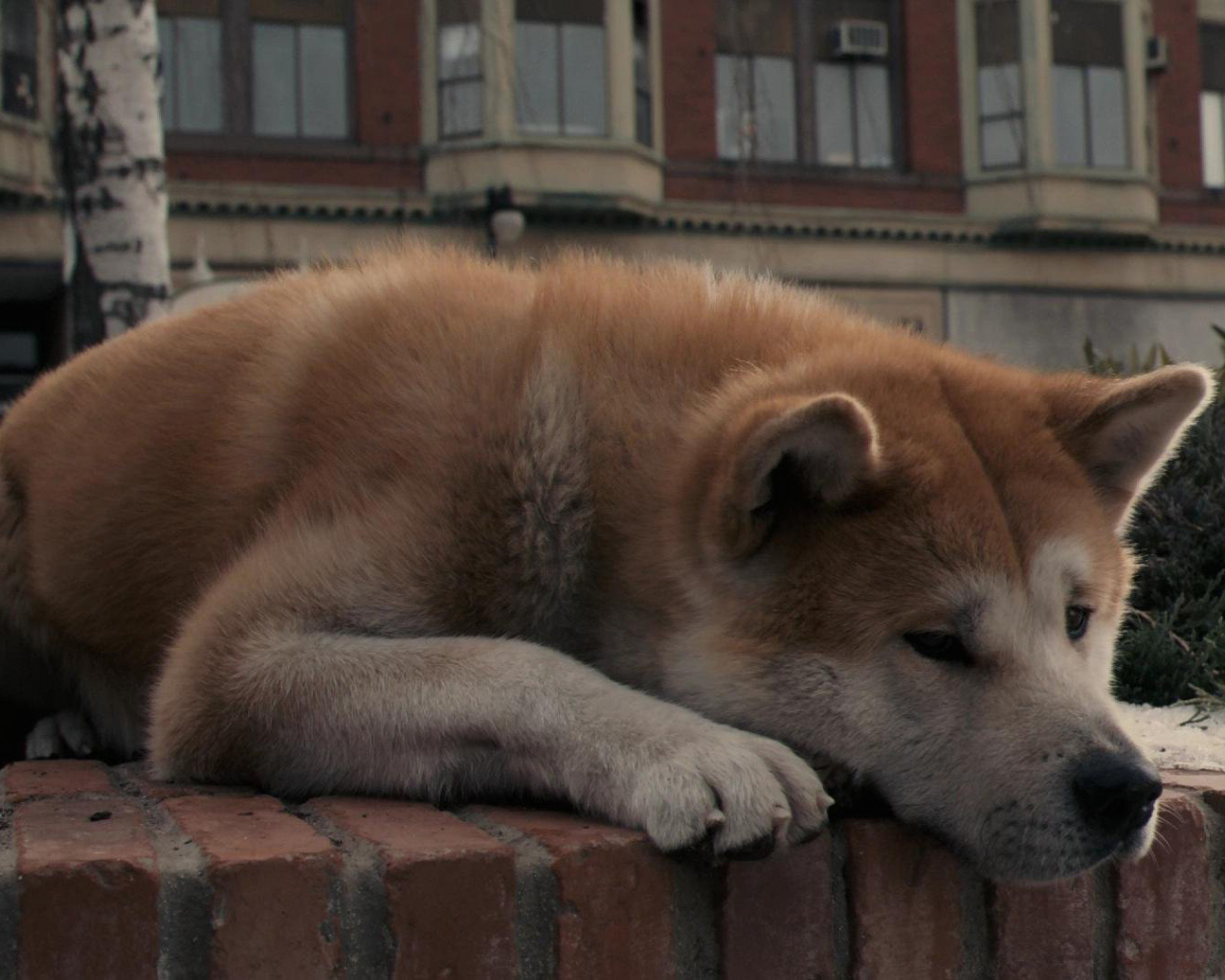 Грустная акита-ину задумалась