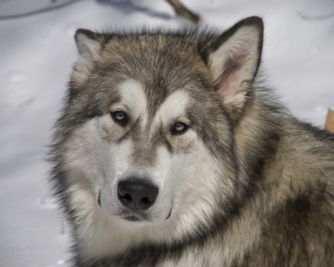 Грустный аляскинский маламут