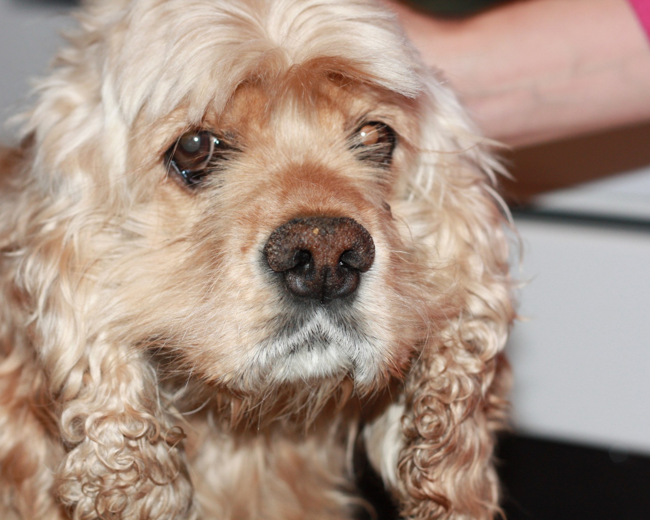 Грустный американский кокер-спаниель