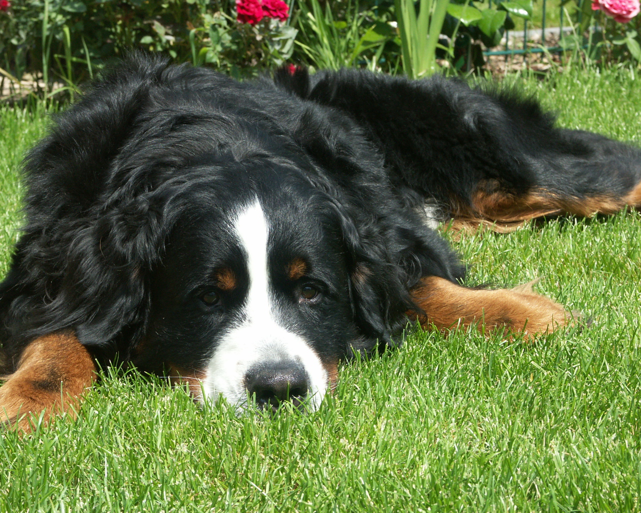 Грустная бернская пастушья собака на траве