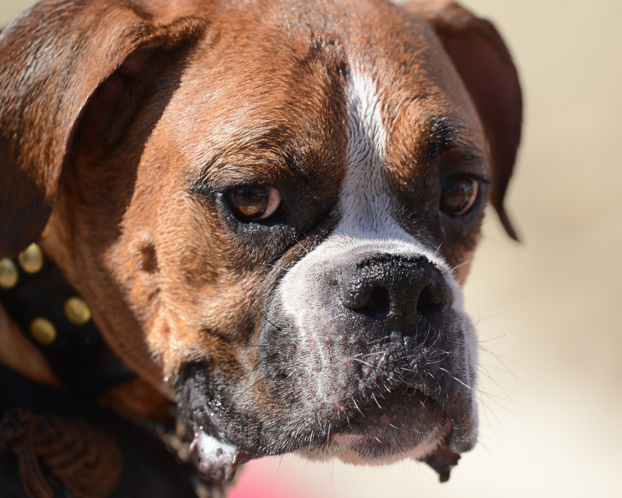 Грустный боксёр что-то увидел