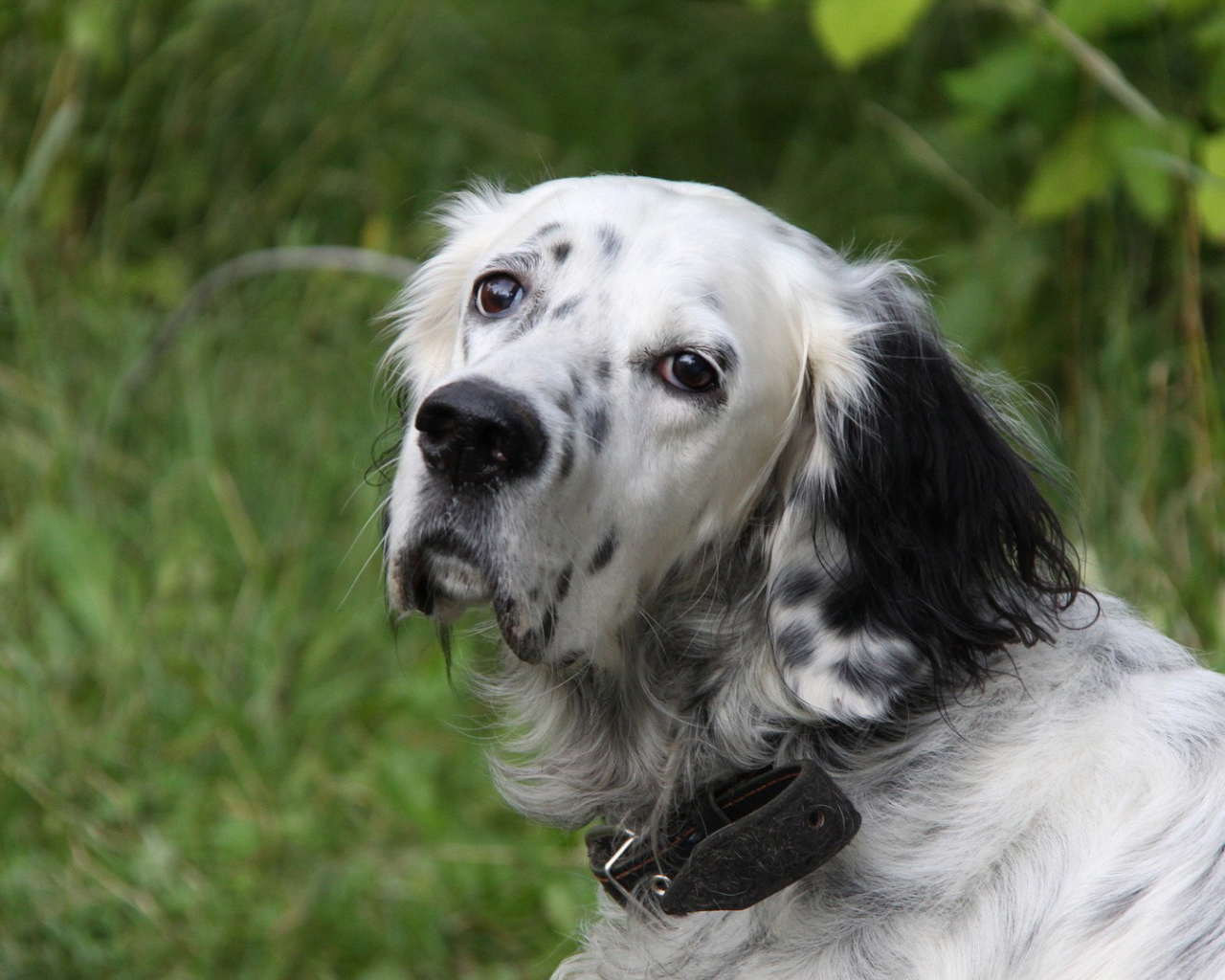 Грустный английский сеттер