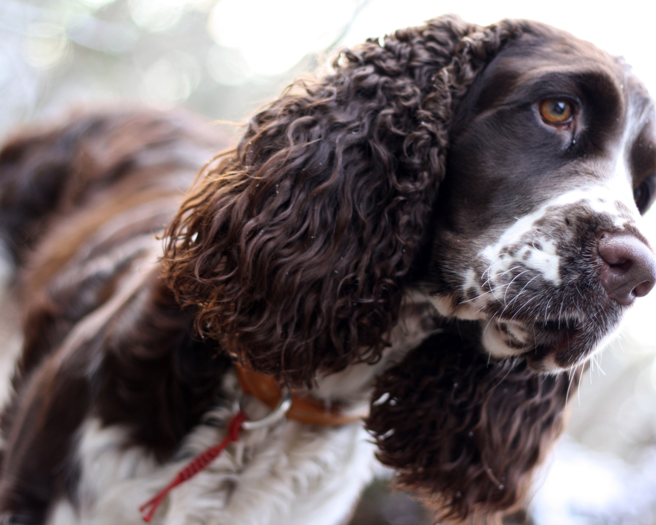 Грустный английский спрингер-спаниель