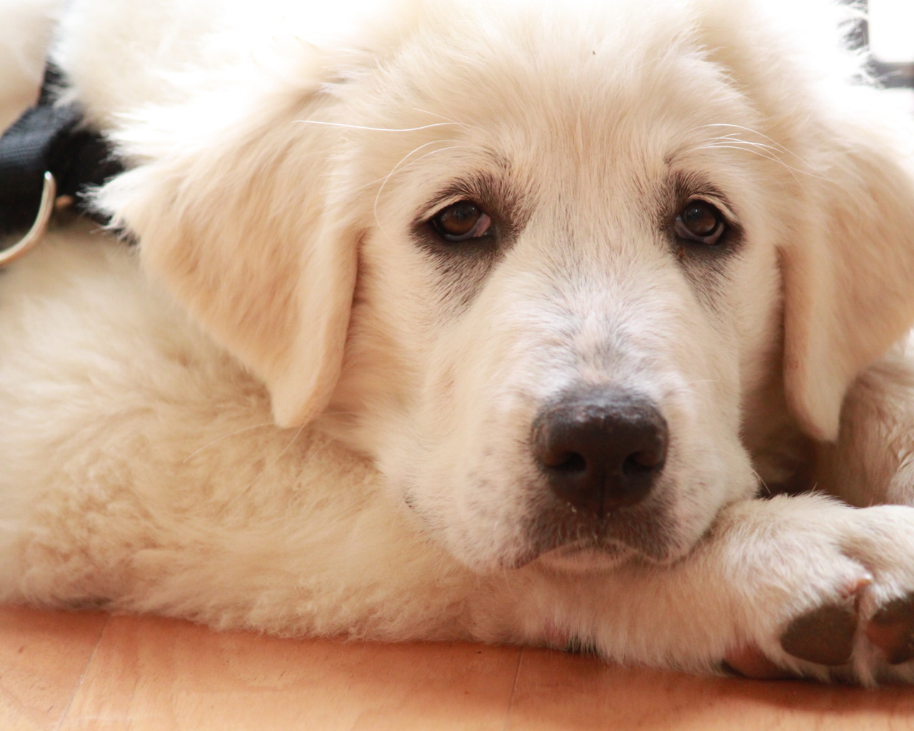 Грустная большая пиренейская собака лежит на полу