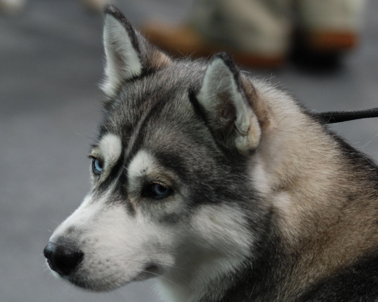 Печальный Сибирский хаски