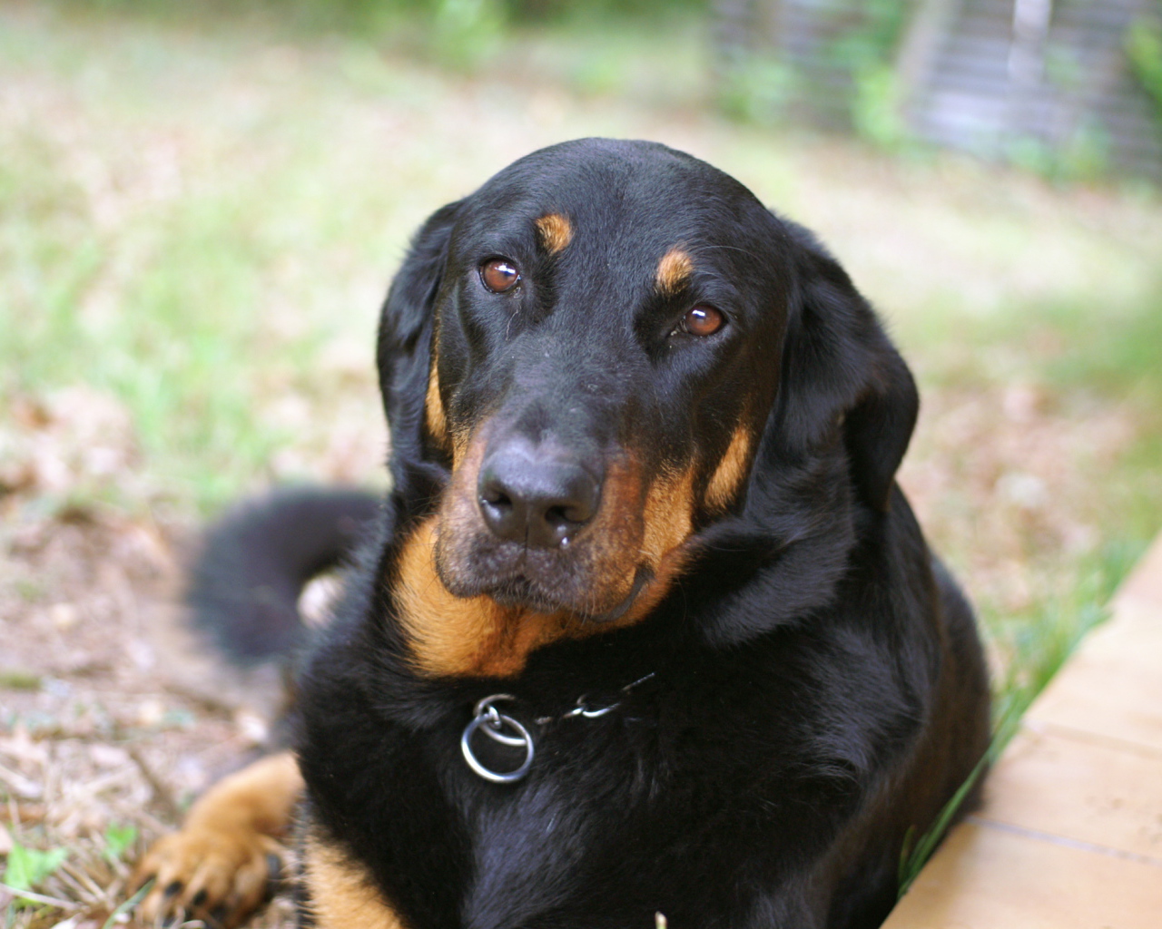 Грустный взрослый босерон лежит на траве