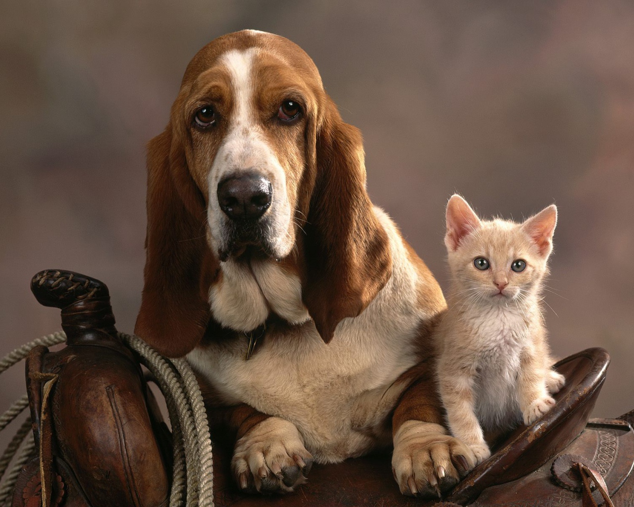 Грустный бассет-хаунд и котёнок