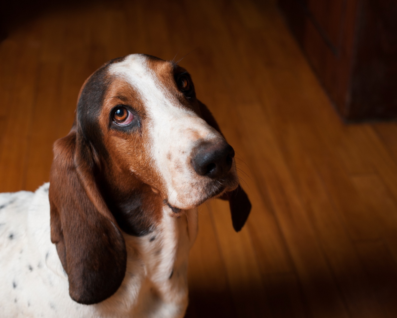 Грустный бассет-хаунд смотрит на фотографа