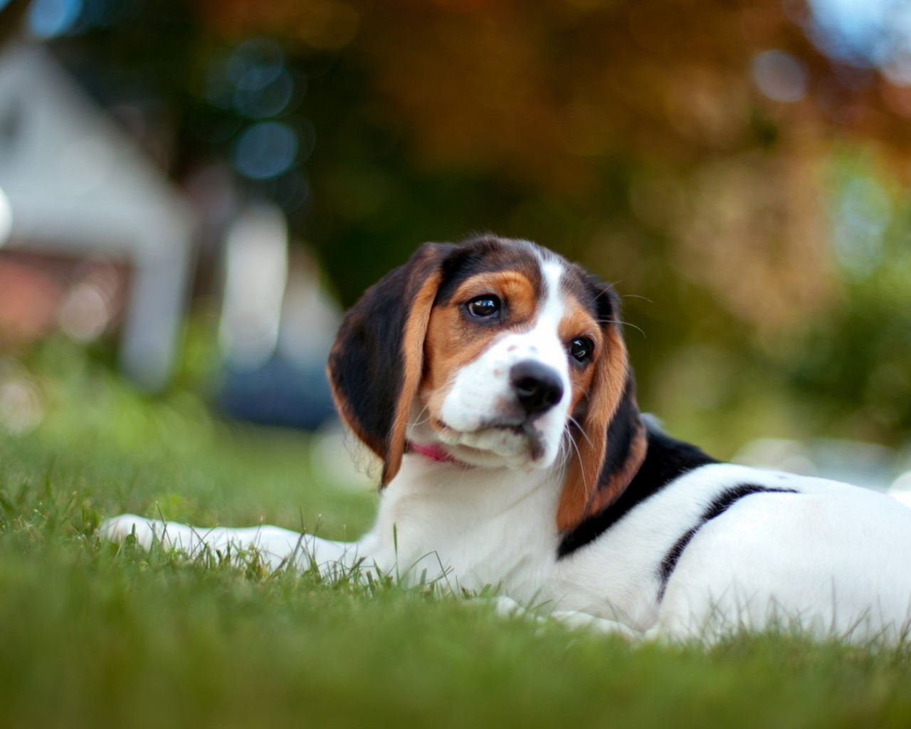 Грустная собака породы бигль лежит на траве