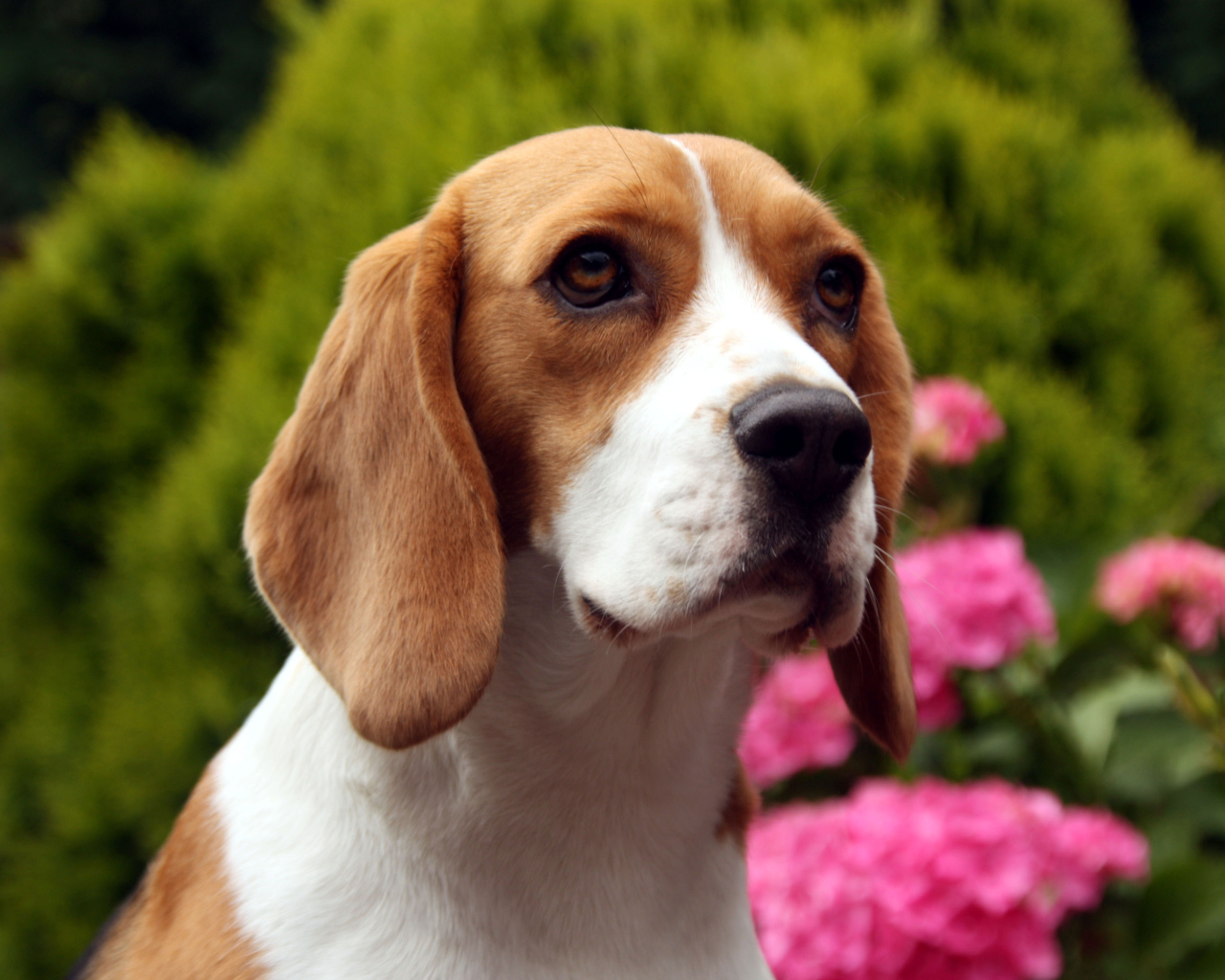Sad beagle dog on a background of flowers