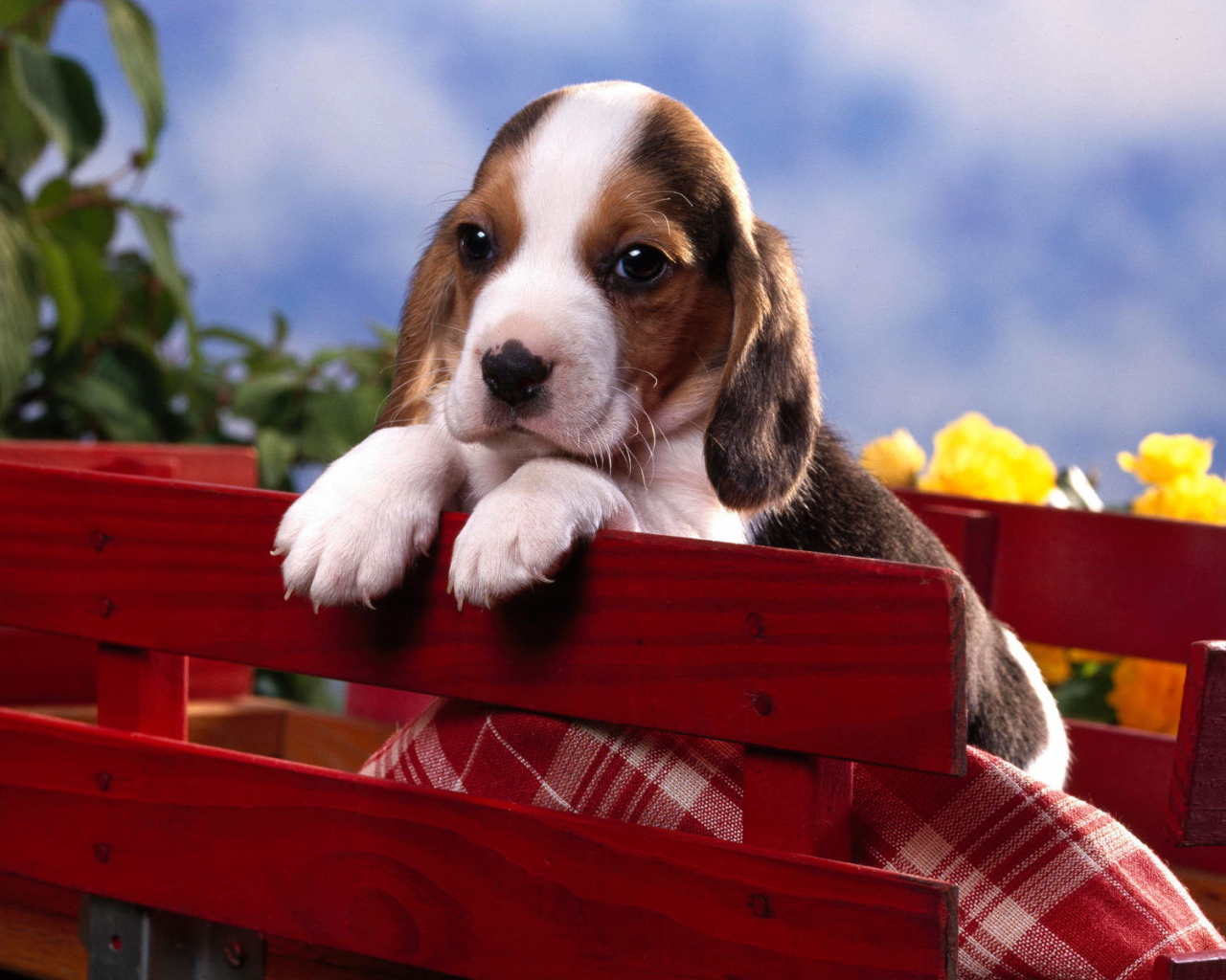 Грустный щенок породы бигль в красной тележке