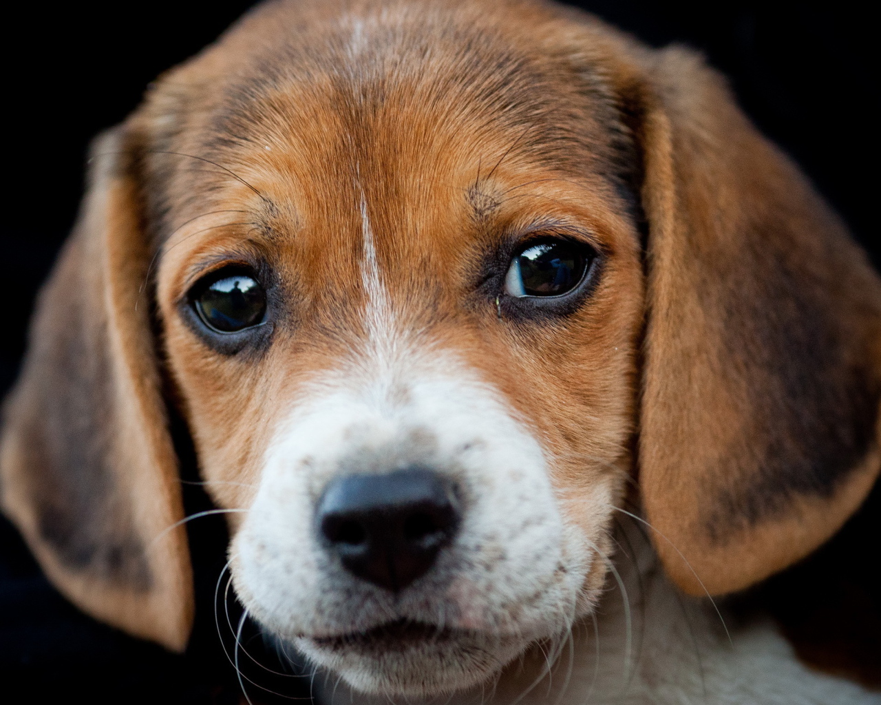 Грустный щенок бигль на чёрном фоне