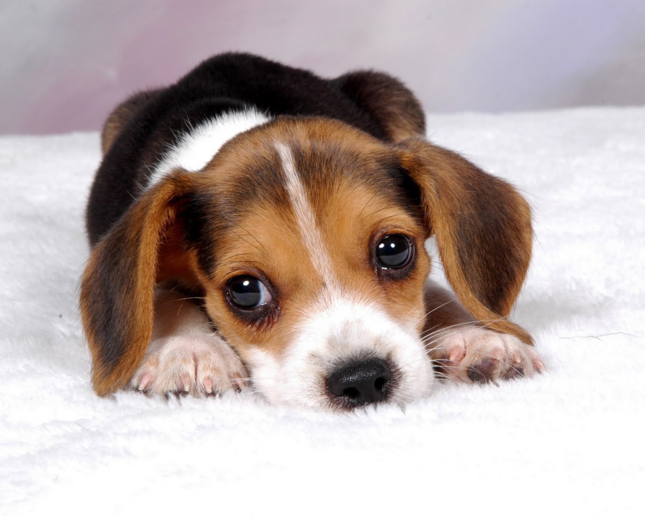 Грустный щенок породы бигль ждёт маму