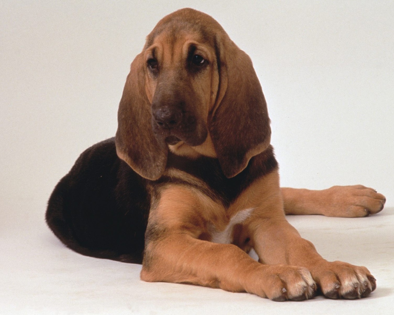 Грустный бладхаунд лежит на белом фоне