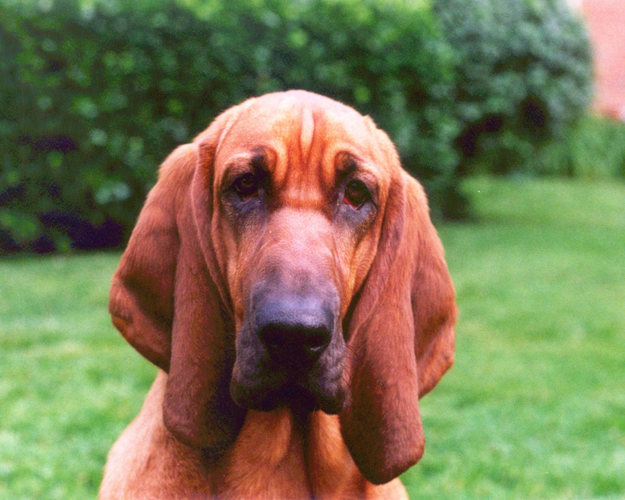 Грустный бладхаунд на фоне кустов
