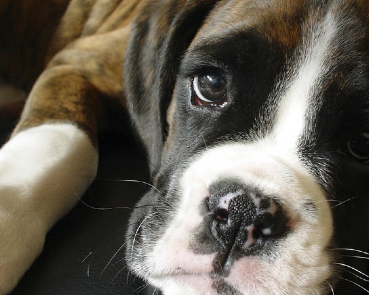 Грустный боксёр крупным планом