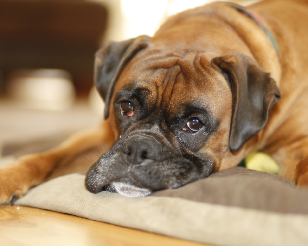 Грустный боксёр лежит на своём месте