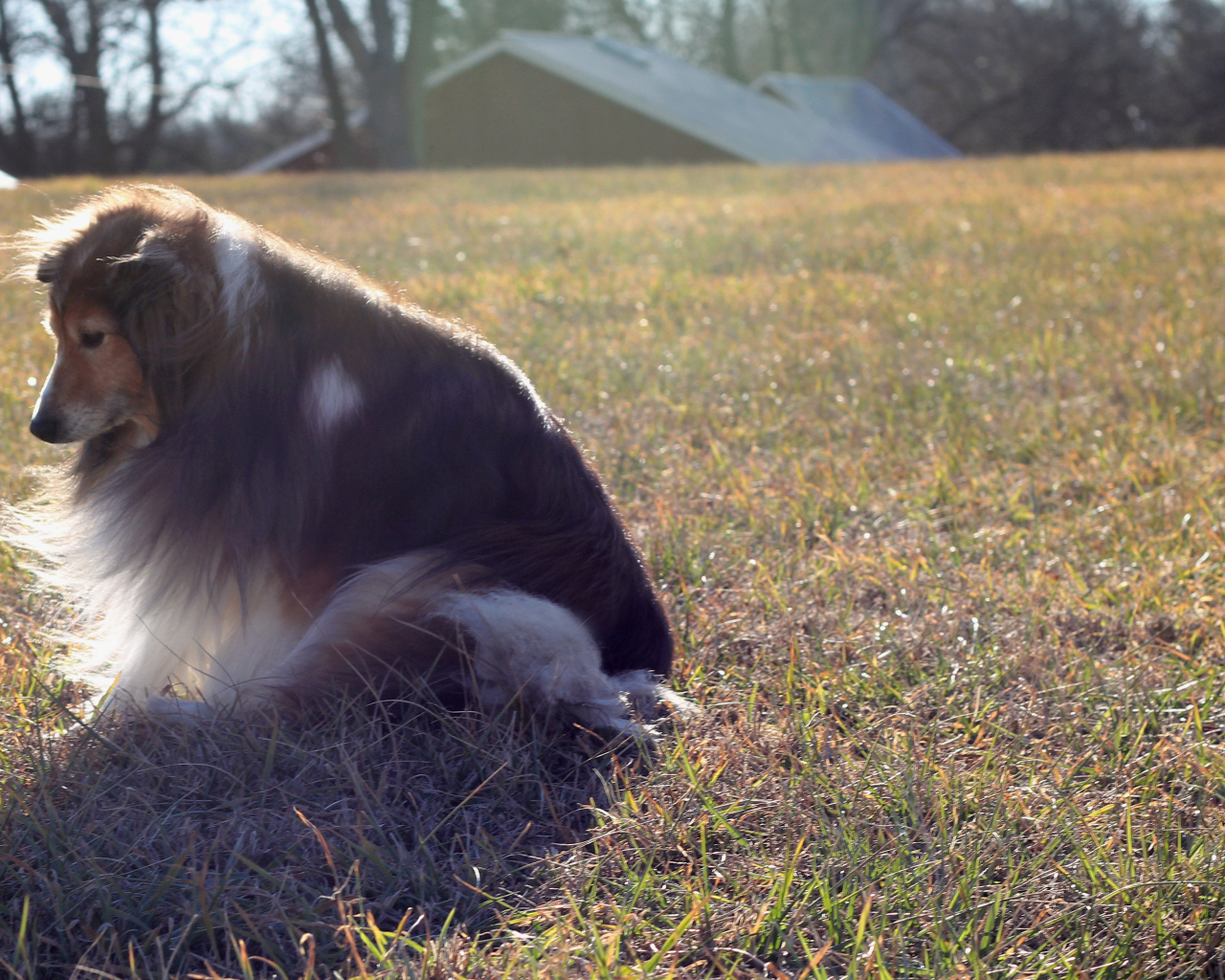 Грустная собака породы шелти