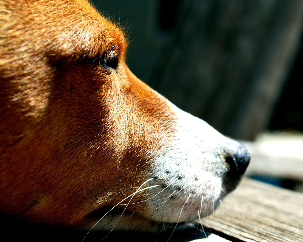 Грустная собака породы басенджи