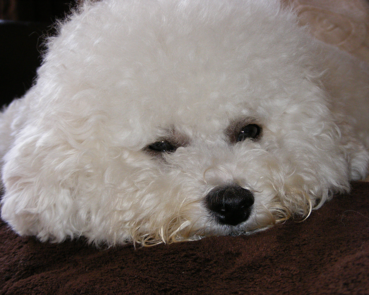 Грустная собака породы бишон-фриз