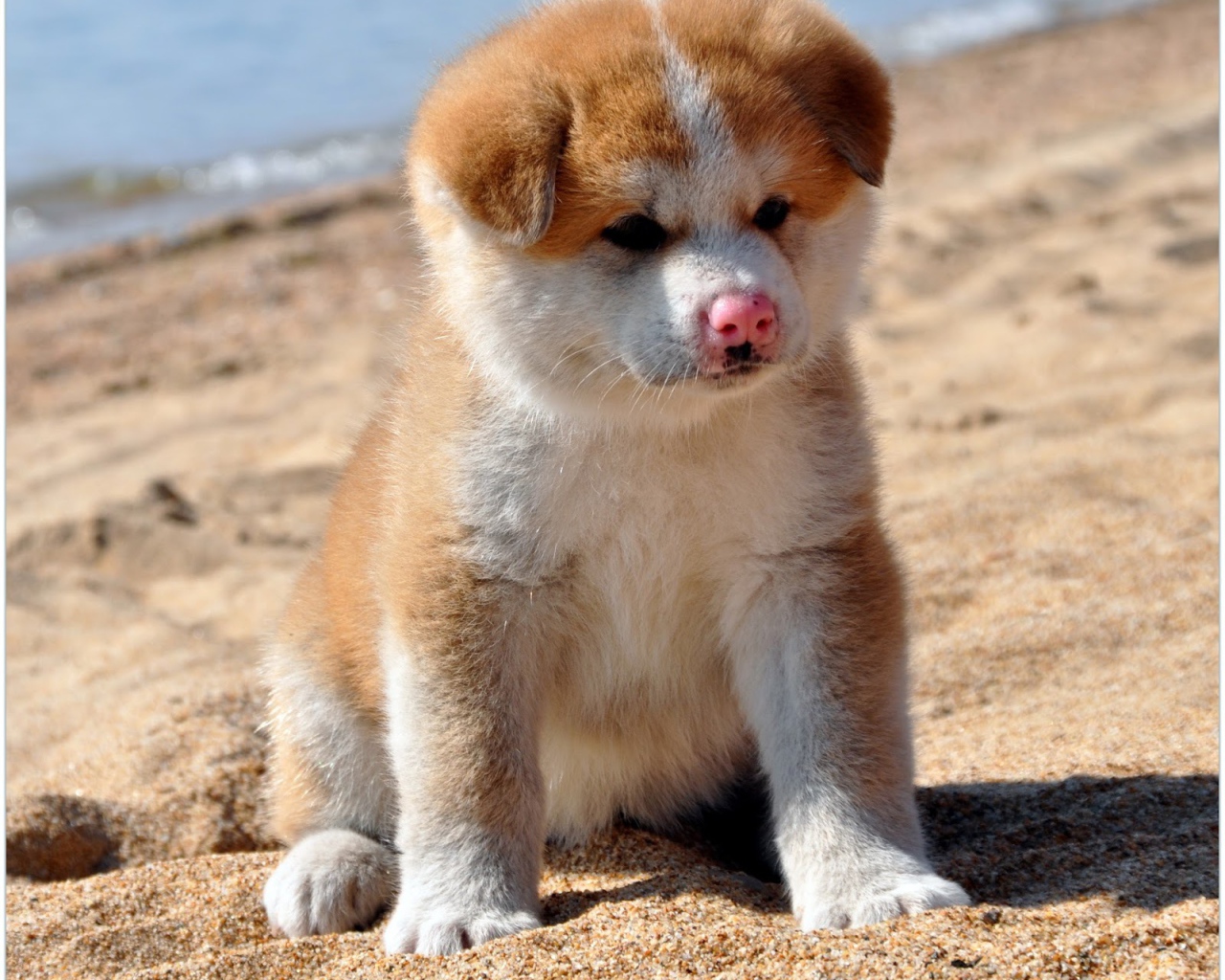 Sad puppy Akita Inu on the sand