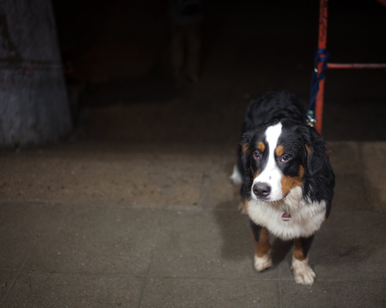 Грустный щенок бернской пастушьей собаки