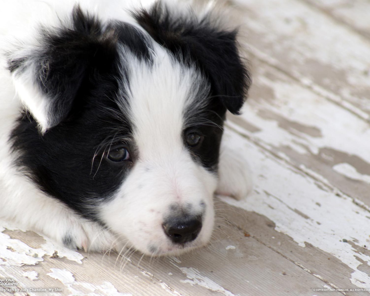 Грустный щенок бордер-колли