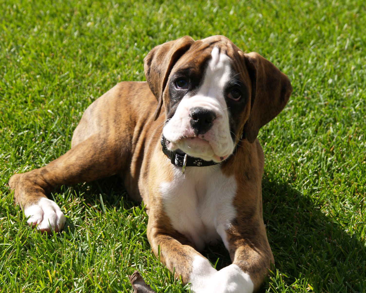 Грустный щенок боксёра лежит на газоне