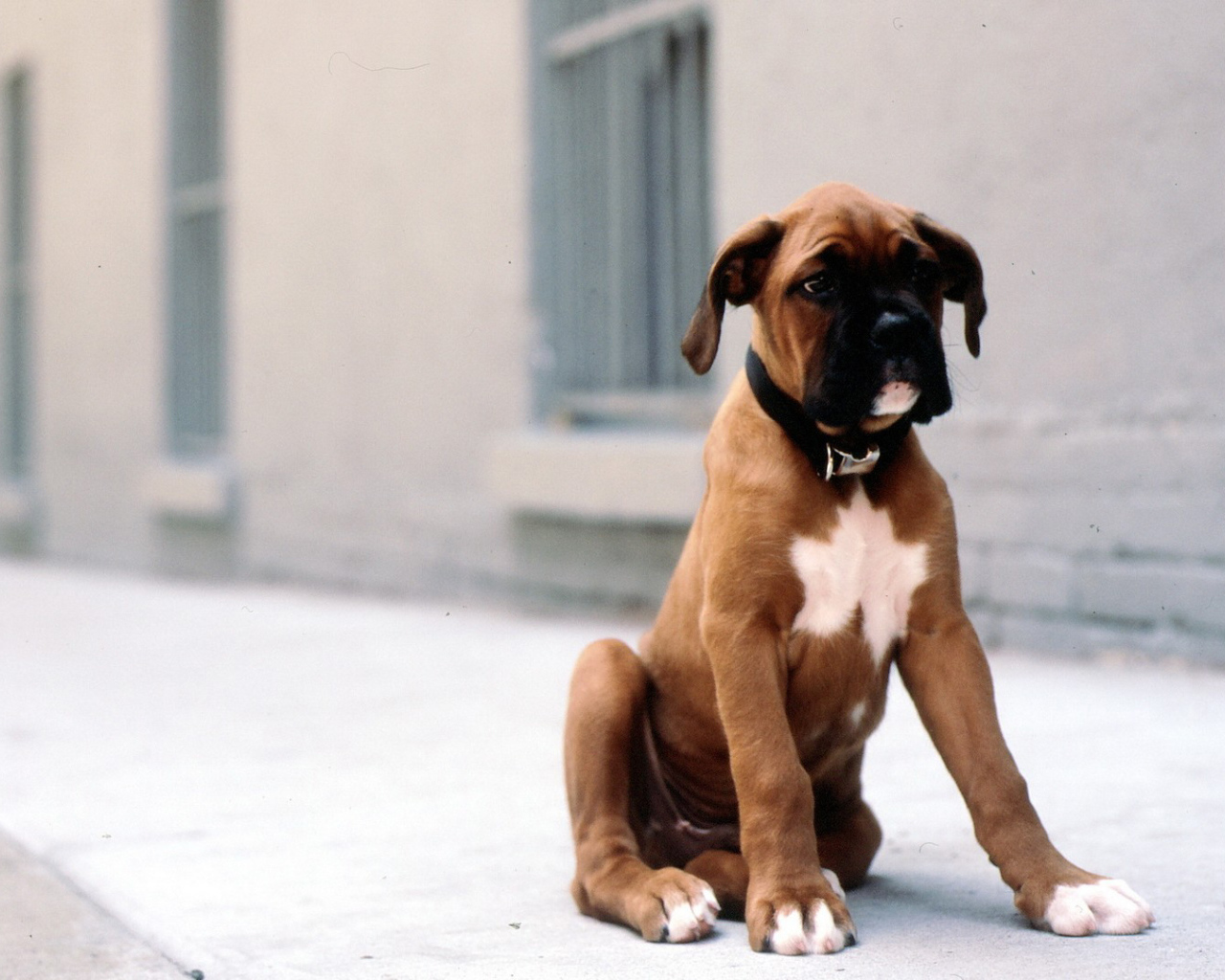 Грустный щенок боксёра сидит на тротуаре