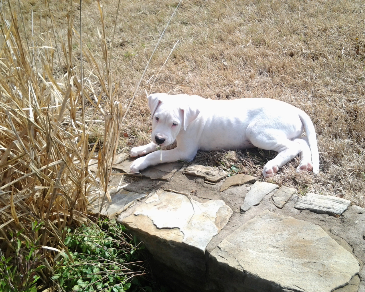 Грустный молодой аргентинский дог