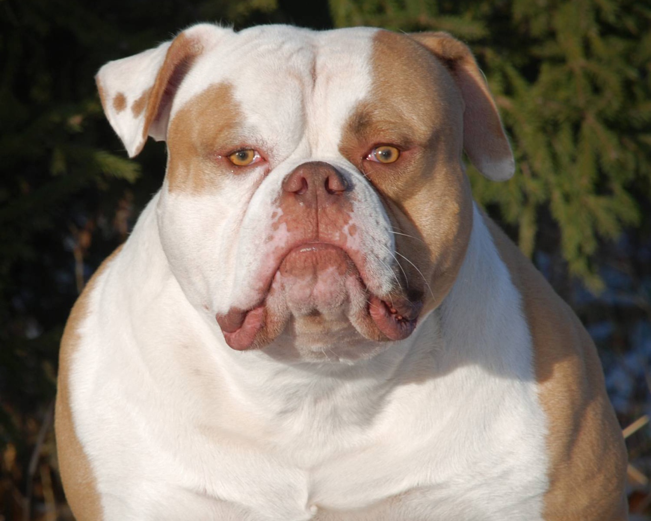 Серьёзный американский бульдог