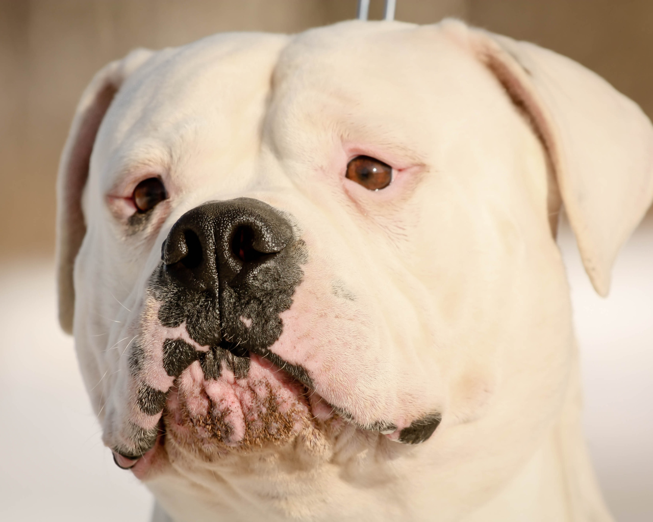 Серьёзный американский бульдог крупным планом