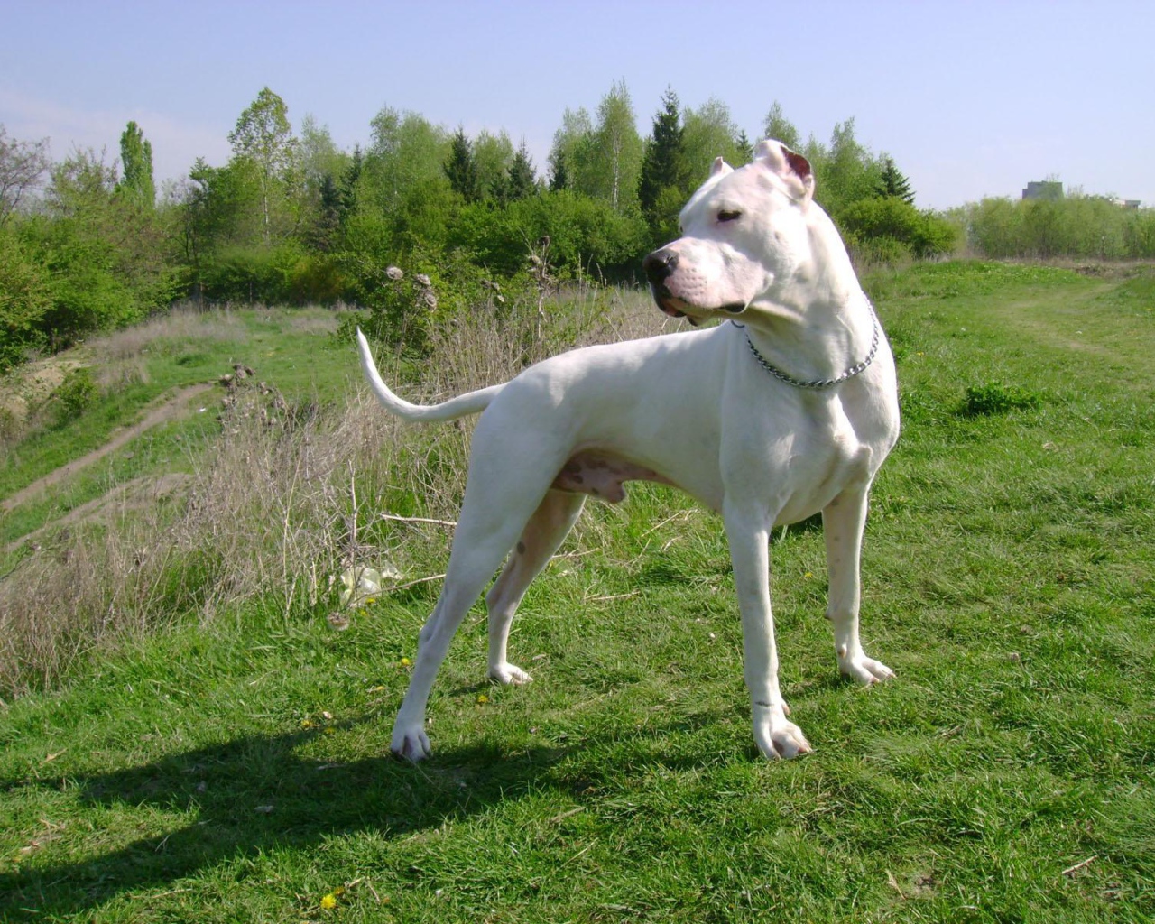 Серьёзный аргентинский дог на холме