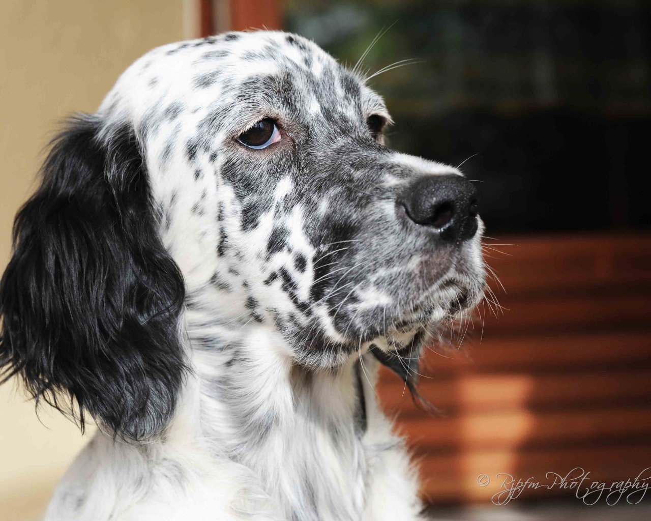 Серьёзный английский сеттер